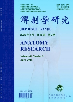 解剖学研究